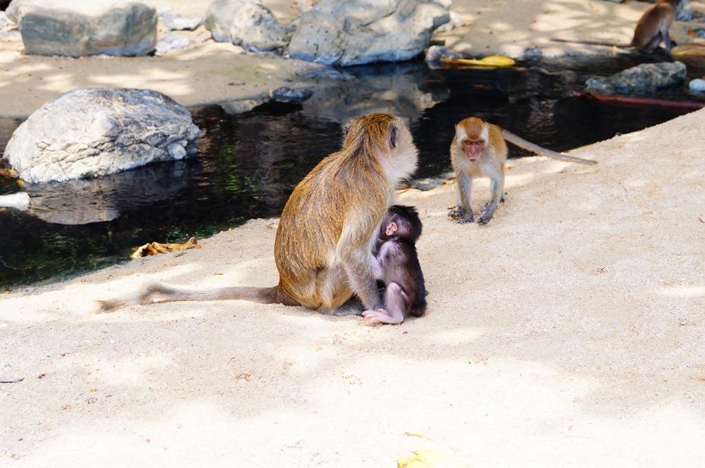 пляж ао нанг обезьяны